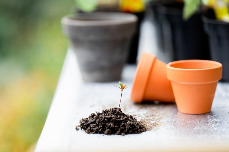 Magical plant care