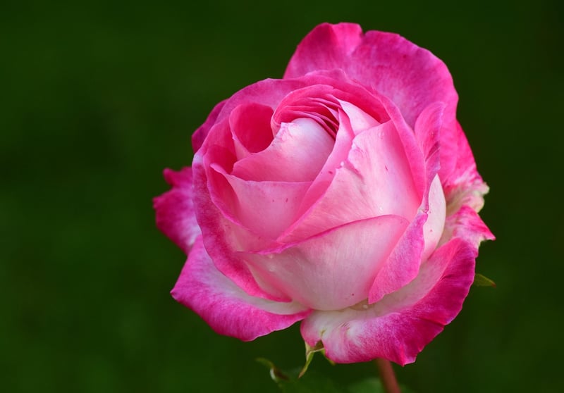 Fairy Roses