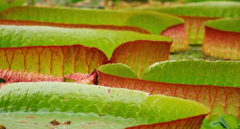 Unicorn Lily Pads