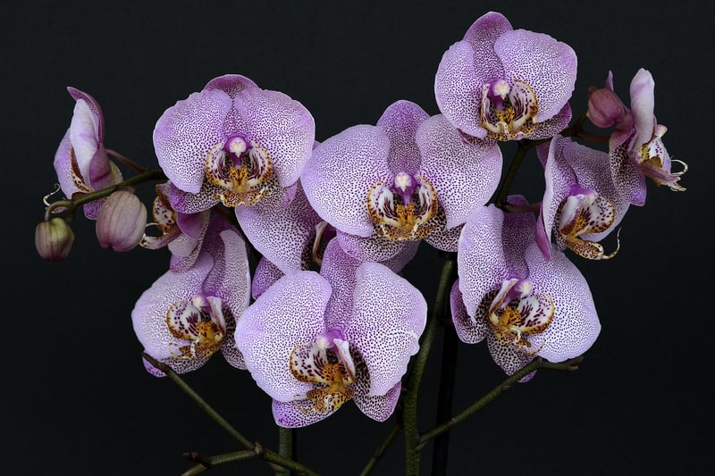 Rainbow Orchids