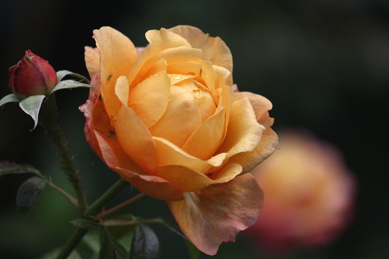 Enchanted Rose Bushes
