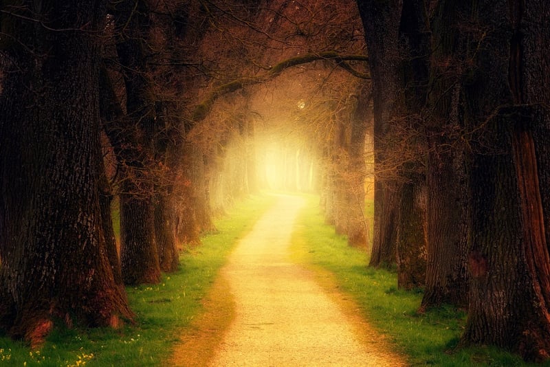 Fairy Blossom Trees